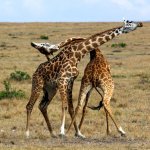 giraffe fight
