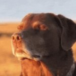 dog smiling meme sunset