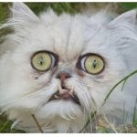 Ugly cat