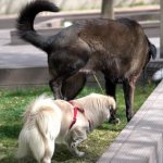 Piss with the Big Dogs