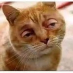 buscemi cat slack