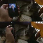 Cat punches phone