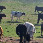 Cows.