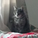 "Cat's Inner Demon"