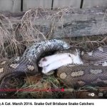 snake ate cat