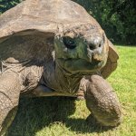 old tortoise