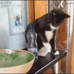 Cat throws bottle GIF Template