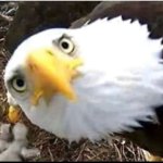 Eagle oh yea