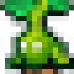 Seedling