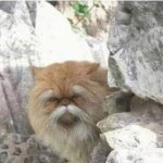 Wise old cat