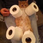 Toilet Roll cat