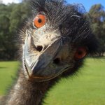 Emu funny