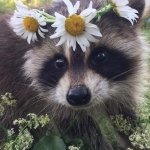 cute raccoon