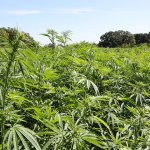 male and female cannabis
