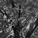 Tree.