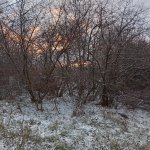 Tree Line.