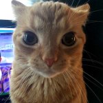 At attention cat