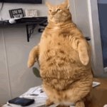 Goob
