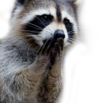 raccoon