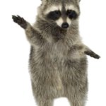 raccoon