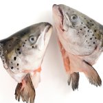 Fish heads