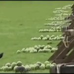 amazing race watermelon GIF Template