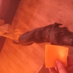 Father I require the cheese