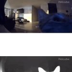 Cat gets Flashbanged
