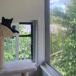 Cat named Love