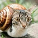 Snail-Cat, Gato Caracol