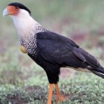 bird2
