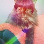 Gay cat
