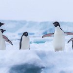 penguin herd