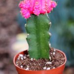 pink cactus