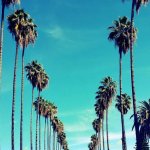 Palm trees