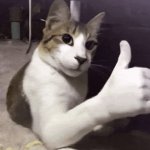 ok cat
