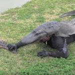 Croc Faker