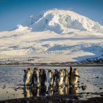 Penguins Heard Island 10% tariff meme