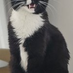 Tom cat bandit Blackie