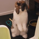 Funny bunny