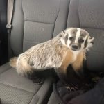 Badger puppy