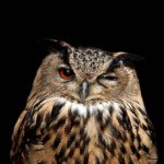 Winking Owl
