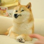 doge dog disgusted