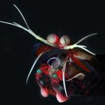 Mantis Shrimp