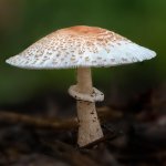 fungus