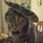 Meows in Spanish GIF Template