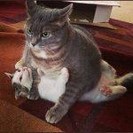 Fat