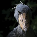 The Fench bird