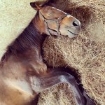 Horse with Hay