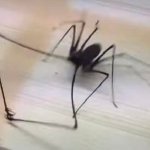 Grabby Spider